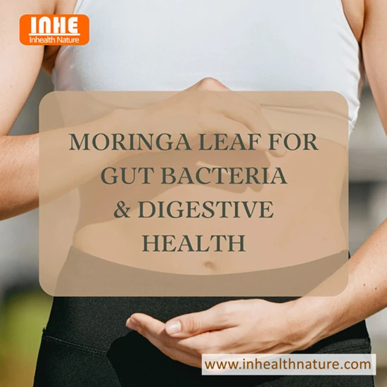 Is Moringa Extract Powder Good for Gut Health Is Moringa Extract Powder Good for Gut Health