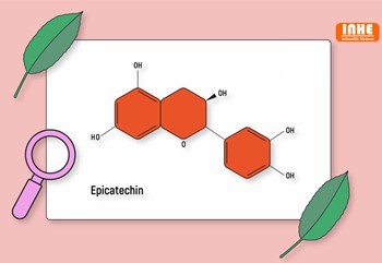 An Feabhsaíonn Púdar Epicatechin Anabolism agus Neart Muscle?